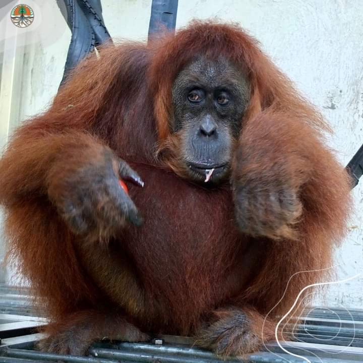Pelepasliaran Dua Individu Orangutan Sumatra Di Cagar Alam Jantho