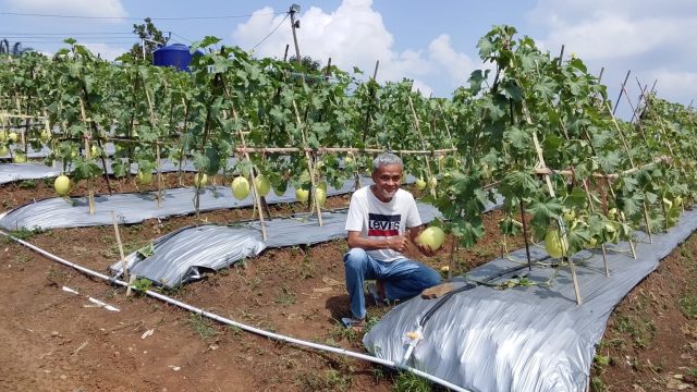 Kadin Banten Panen Perdana Melon Premium 4 Hektare di Lebak, Dongkrak Ekonomi Petani