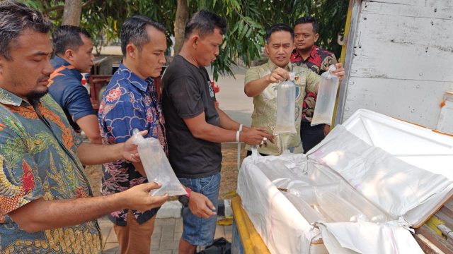 Polda Banten Gagalkan Pengiriman 150 Ribu Benih Bening Lobster, Satu Truk Diamankan