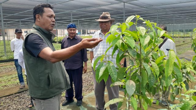 Baduy Lestari Mulai Bergerak, 70.000 Bibit Siap Didistribusikan ke Tanah Ulayat Baduy