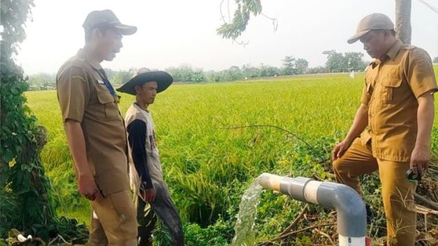 Musim Kemarau, Pemkab Tangerang Perkuat Mitigasi Sektor Pertanian dan Pastikan Produksi Padi