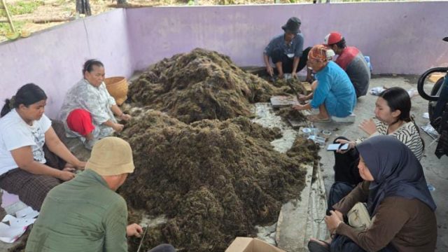 Gandeng BRIN, Pemkab Tangerang Tingkatan Produksi Padi Sawah di Mekar Jaya Sepatan